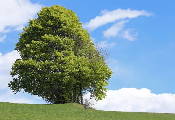 Árbol aislado en medio de la pradera verde en verano — Foto de Stock