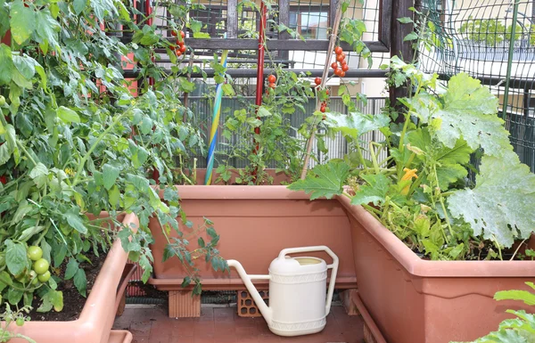 Regadera y macetas con plantas de tomates rojos en una ga urbana —  Fotos de Stock