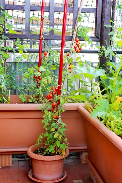 Tomates en el jardín urbano de un pequeño apartamento — Foto de Stock