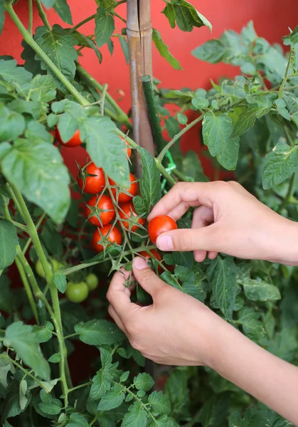 Dziecko rękę zbioru pomidorów z miejskim ogrodzie na balco — Zdjęcie stockowe
