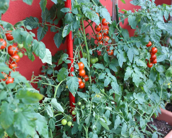 Φυτά της κόκκινες ντομάτες στον αστικό κήπο — Φωτογραφία Αρχείου