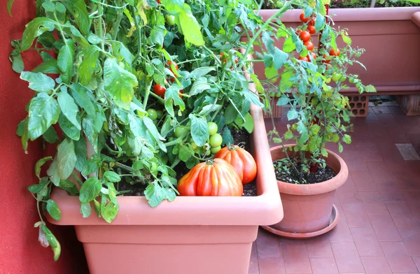 Plantas de tomates vermelhos no jardim de um apartamento — Fotografia de Stock