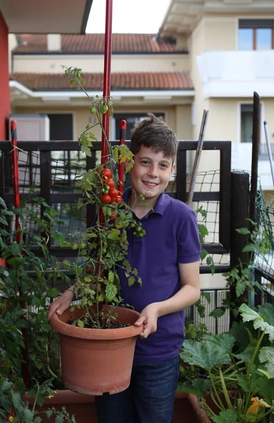 Kid i sin urbana trädgård med röda tomater i växten potten — Stockfoto