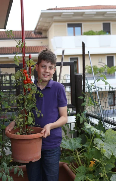 Enfant dans le jardin urbain avec des tomates dans le pot de plante — Photo