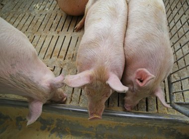 şişko domuz ve sows çiftlik hayvancılık yemek