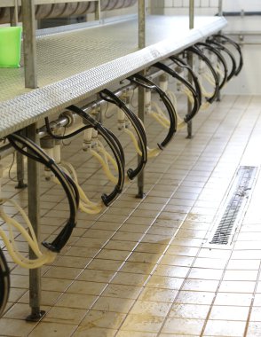 keçi ve koyun çiftlik hayvanları için süt sağım makinesi