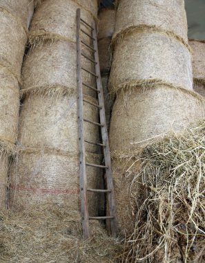 Çiftliğin ahırda Ahşap merdiven