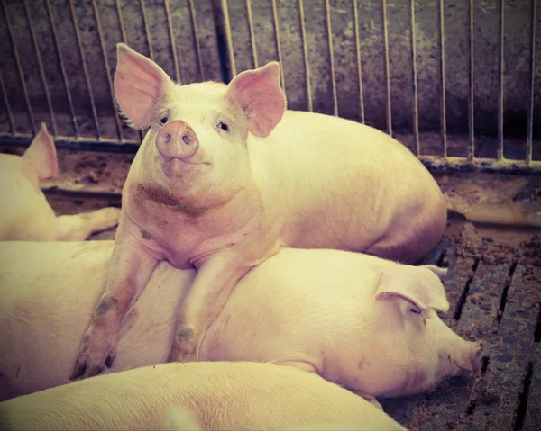 Fette Schweine im Stall auf einem Bauernhof — Stockfoto