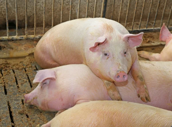 Cerdo gordo apoyado sobre la espalda de otro cerdo en la cría de —  Fotos de Stock