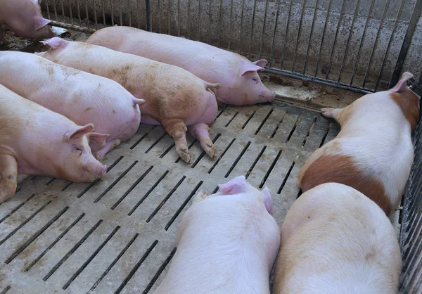 Porcos gordos em uma pocilga em uma fazenda — Fotografia de Stock