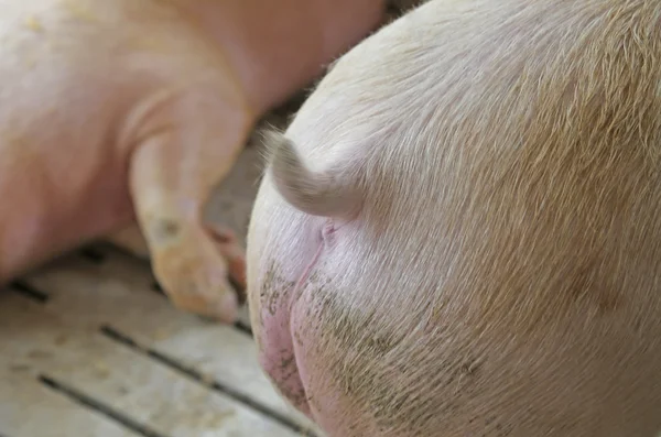 Pequeno rabo de porco visto por trás na pocilga — Fotografia de Stock