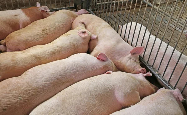 Porco dormindo gordo e cansado na fazenda de criação de suínos — Fotografia de Stock