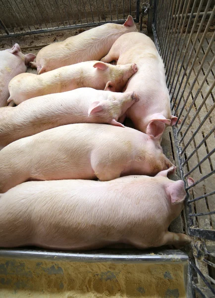 Cerdo dormido, gordo y cansado, en una granja porcina —  Fotos de Stock