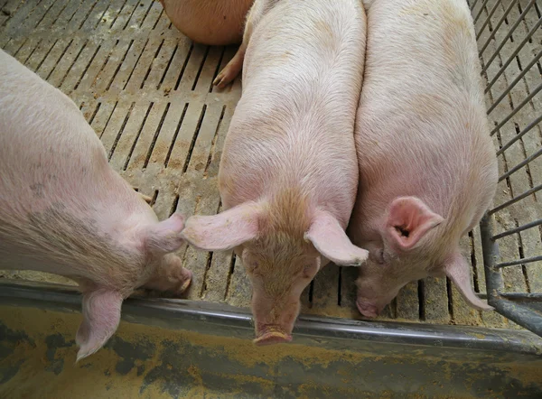 Cerdos gordos y cerdas comen en el ganado de la granja —  Fotos de Stock