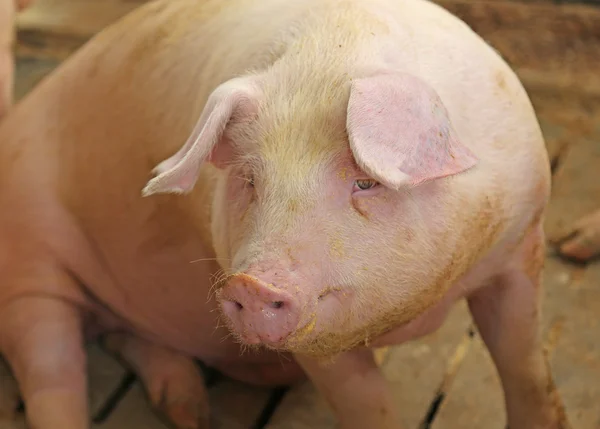 Porcos gordos em uma pocilga em uma fazenda — Fotografia de Stock