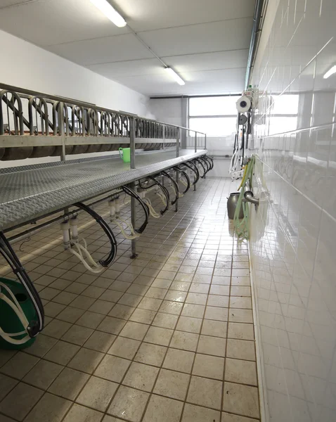 Sala de ordeño para cabras y ovejas de animales de granja —  Fotos de Stock