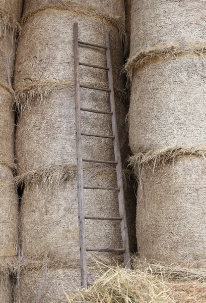 Wood ladder in the barn of the farm — Stock Photo, Image