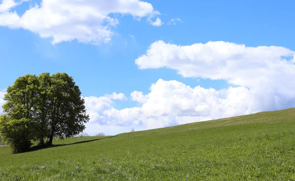 Árbol aislado en medio de la pradera verde en verano — Foto de Stock