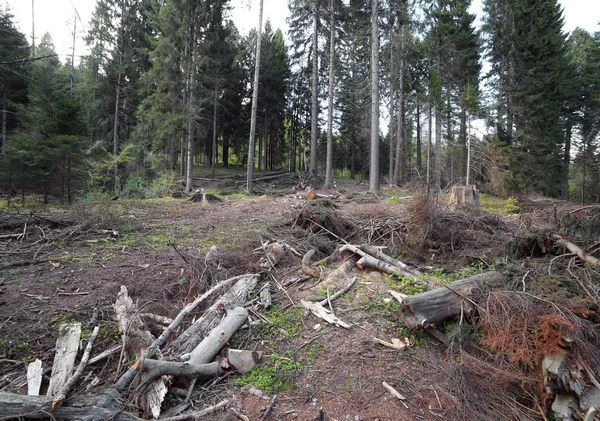 Florestas de coníferas e faia durante o desmatamento pelo homem — Fotografia de Stock