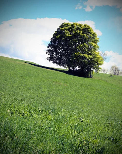 Yaz yeşil çayır ortasında izole ağaç — Stok fotoğraf