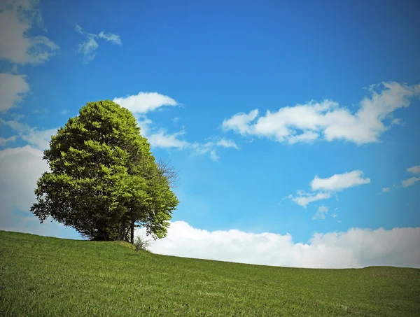 Árbol en medio de la pradera verde en verano — Foto de Stock