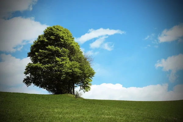 Árbol en medio de la pradera verde en verano — Foto de Stock