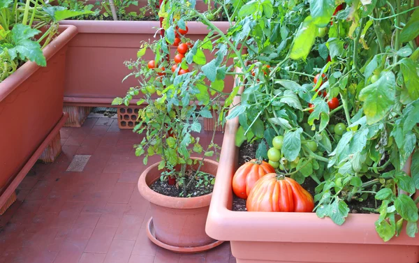 小さなアパートの都市の庭でトマトの植物 — ストック写真