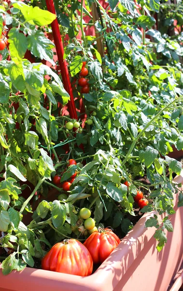 Plantas de tomates rojos en el jardín urbano de un pequeño apartamento — Foto de Stock