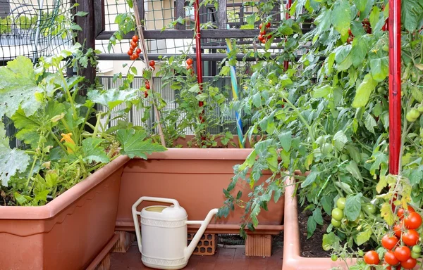 Konewka i donice z roślinami czerwone pomidory w miejskich ga — Zdjęcie stockowe