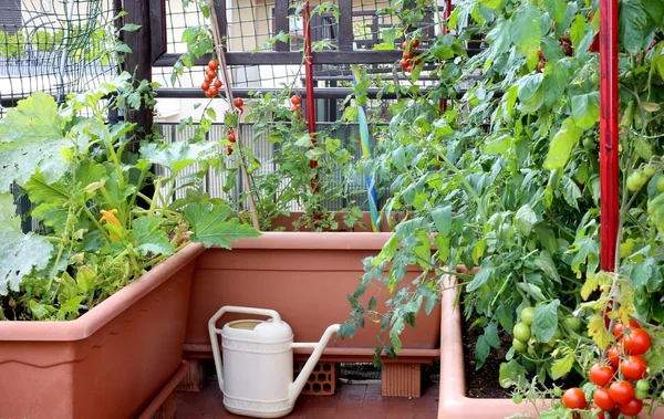 Regando pode e potes com fábricas de tomates em um jardim urbano — Fotografia de Stock
