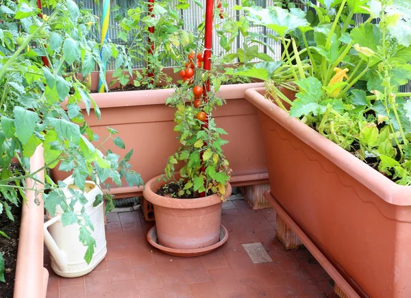 Tomates em um pequeno jardim urbano no apartamento terraço — Fotografia de Stock