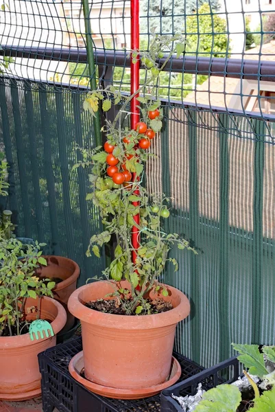 Ingemaakte plant met Rode wijnstok tomaten in een kleine stadstuin op t — Stockfoto