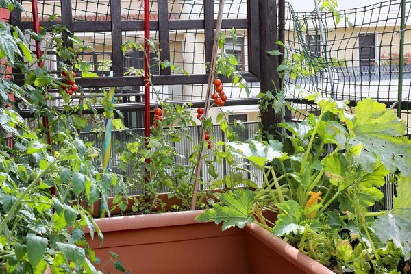 Ben bahçe bitkiler domates ve kabak kentsel bir kap içinde — Stok fotoğraf