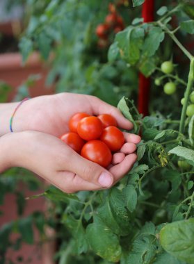 Çocuk elleriyle taze domates sadece--dan hasat tam 