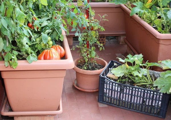 Tomates e abobrinha nos vasos de um jardim urbano no balco — Fotografia de Stock