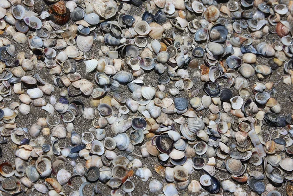 Viele Muscheln am Strand — Stockfoto