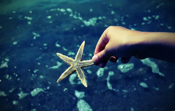 Estrela-do-mar na costa do mar no verão — Fotografia de Stock