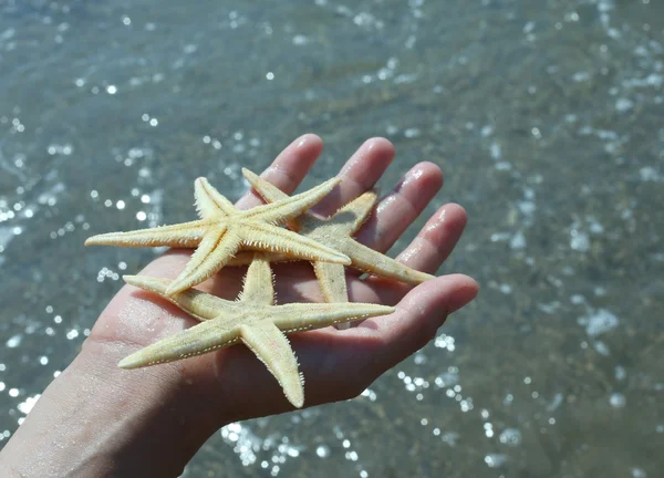 Ребенок держит в руке три большие морские звезды — стоковое фото