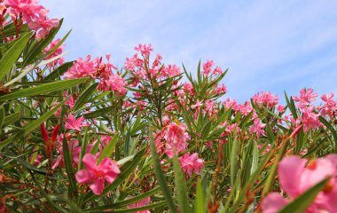 Zakkum çiçeği bahçe ve mavi gökyüzü