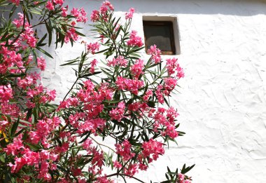 güzel zakkum çiçek bahçesinde