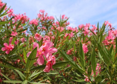 güzel zakkum çiçek bahçesinde