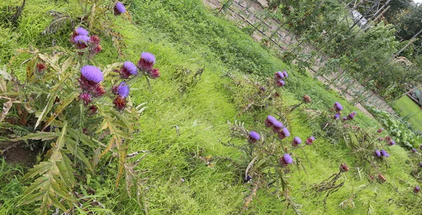Blommor av kronärtskockor blomstrade i trädgården av jordbrukaren i t — Stockfoto