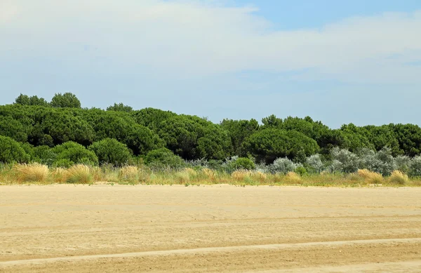 Итальянские кустарники с песком — стоковое фото