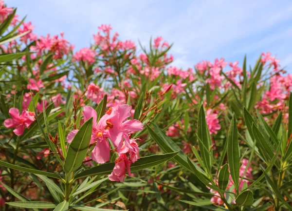 A kertben gyönyörű oleander virág — Stock Fotó