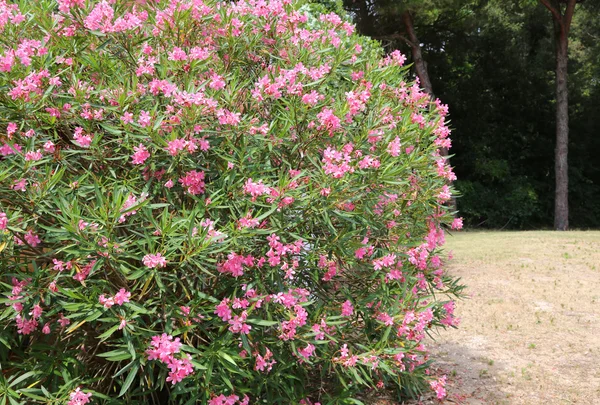 Bela flor oleandro no jardim — Fotografia de Stock