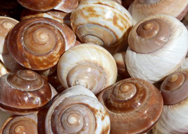 Hediyelik eşya satışında çok nadir kabukları