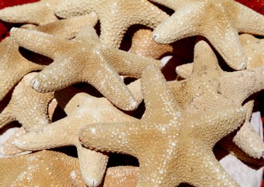 Deniz yıldızı bir Hediyelik eşya dükkanında Satılık