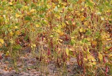 bakla büyük sebze Bahçe bitkilerle fasulye