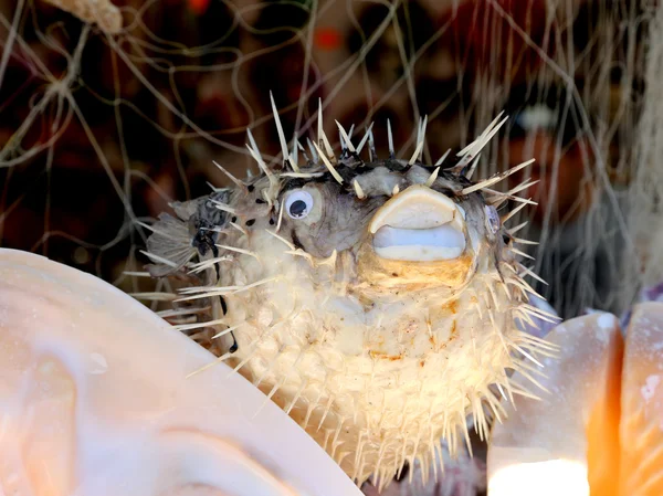 Puffer fish for sale at a souvenir shop — Stock Photo, Image