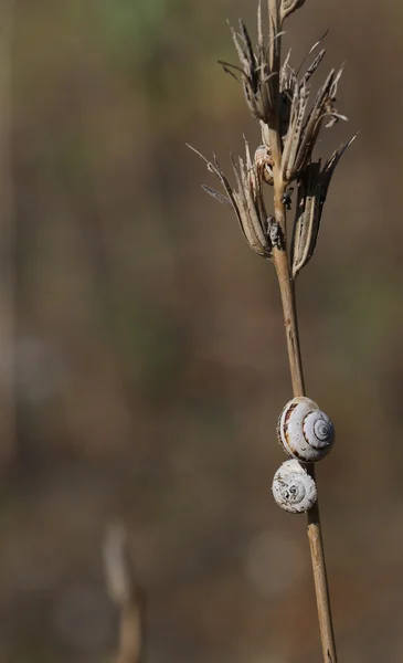 Piccole lumache sulla pianta essiccata situata vicino alla spiaggia del Me — Foto Stock